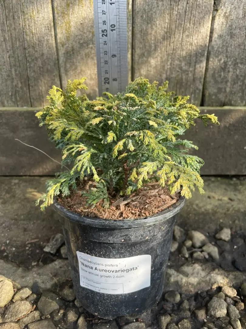 Sawara Cypress 'Nana Aureovariegata' (1L) - Image 2