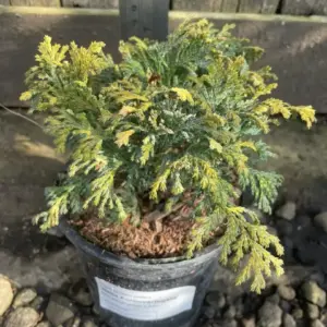 Chamaecyparis pisifera NANA AUREOVARIEGATA (3)