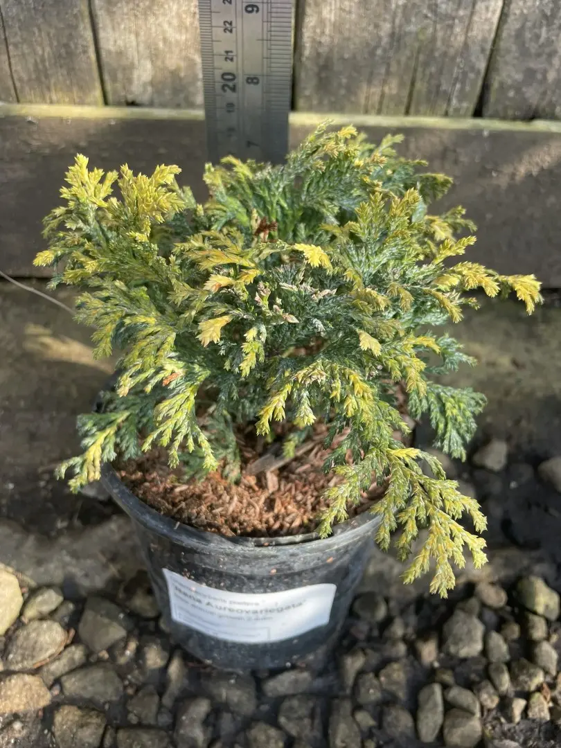 Sawara Cypress 'Nana Aureovariegata' (1L)