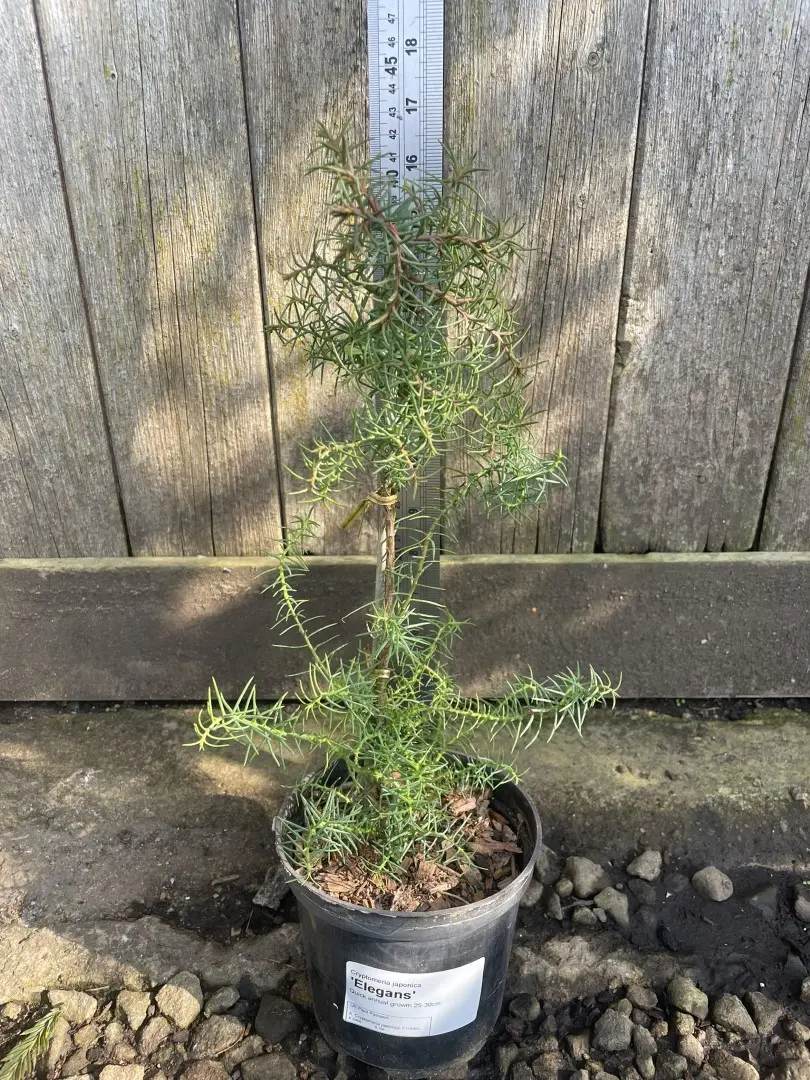 Japanese Red Cedar 'Elegans' (1L)