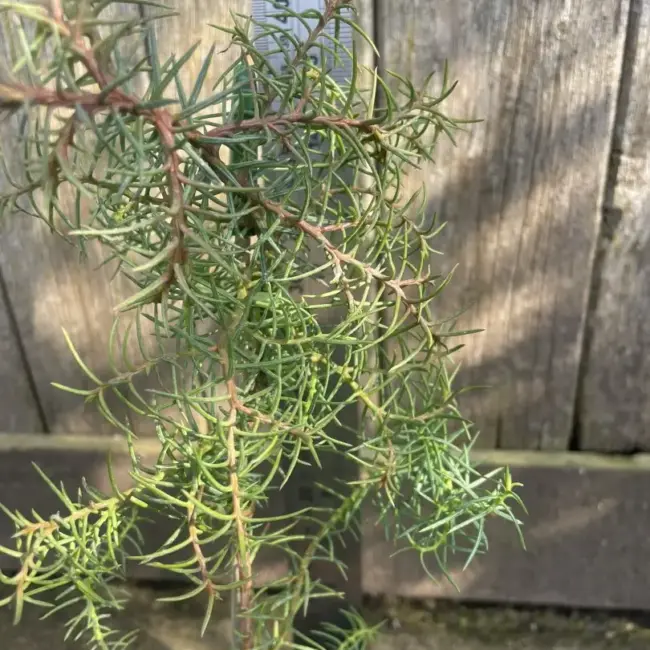 Japanese Red Cedar 'Elegans' (1L) - Image 2