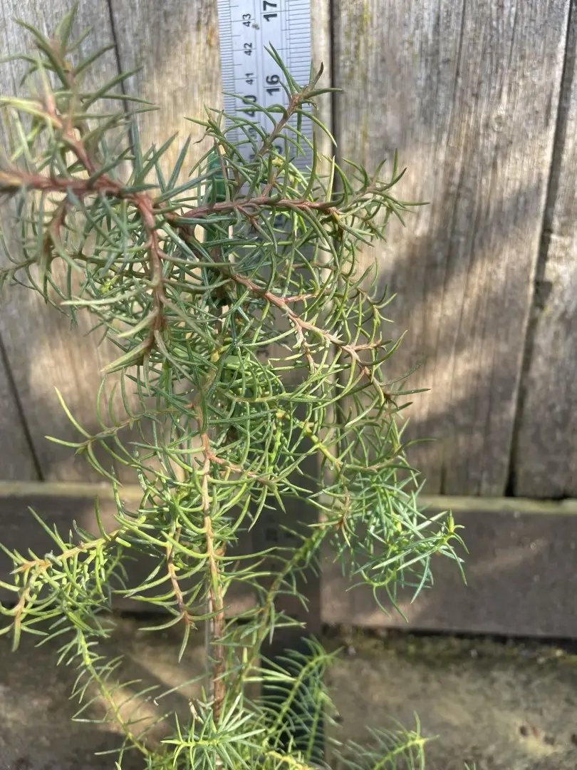 Japanese Red Cedar 'Elegans' (1L) - Image 2