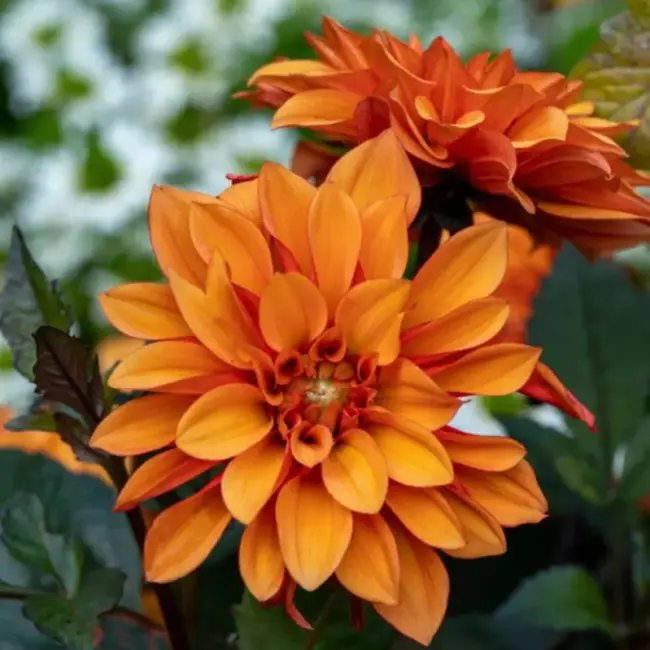 Dahlia Seeds - Figaro Orange Shades Seeds