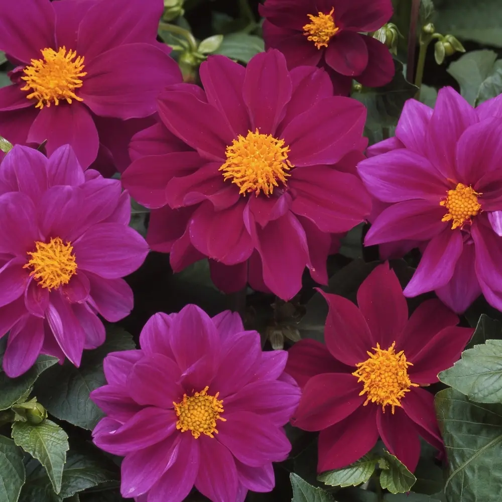 Dahlia Seeds - Figaro Violet Shades Seeds