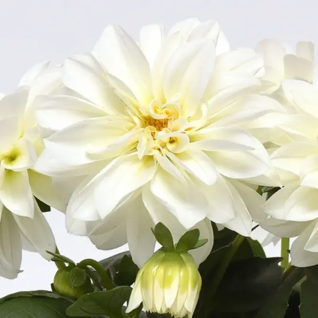 Dahlia Seeds - Figaro White Seeds
