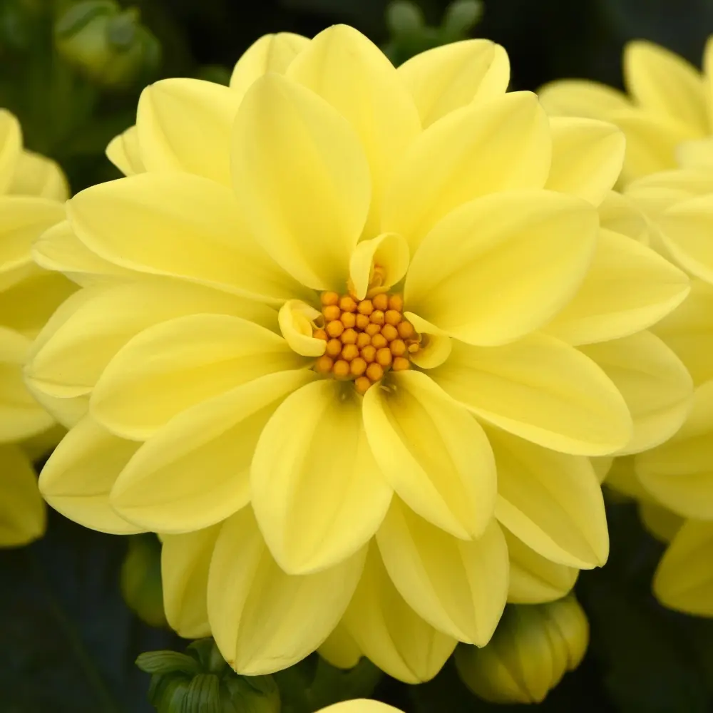Dahlia Seeds - Figaro Yellow Shades Seeds