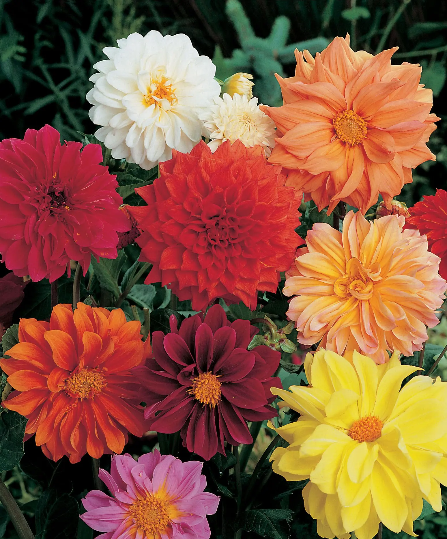 Dahlia – Figaro Improved Mixed Seeds