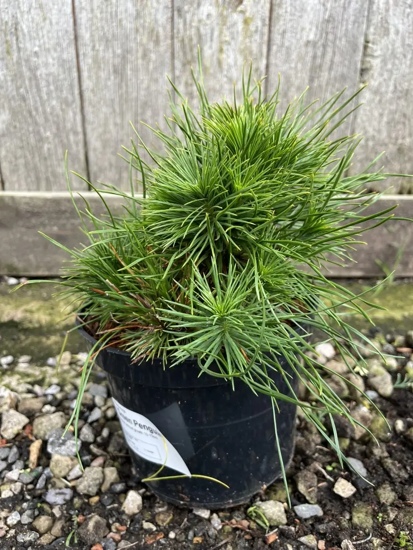 Dwarf Mountain Pine 'Green Penguin' (2L) - Image 7