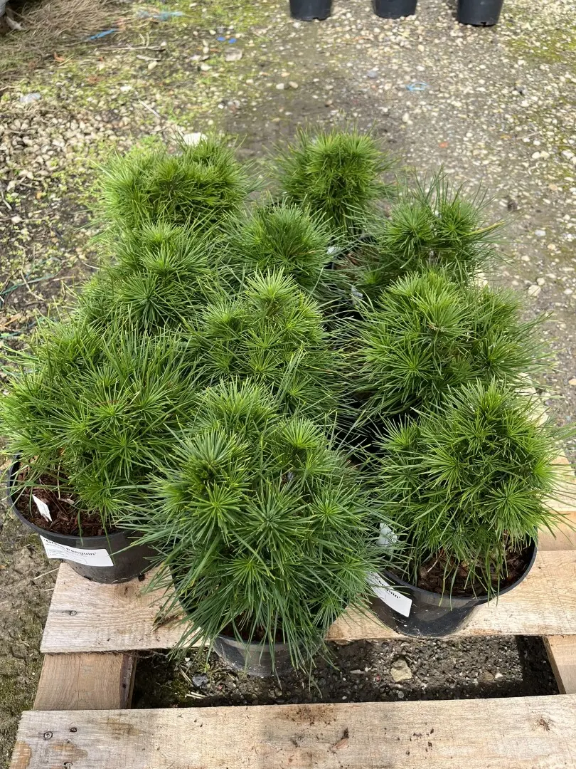 Dwarf Mountain Pine 'Green Penguin' (2L) - Image 9