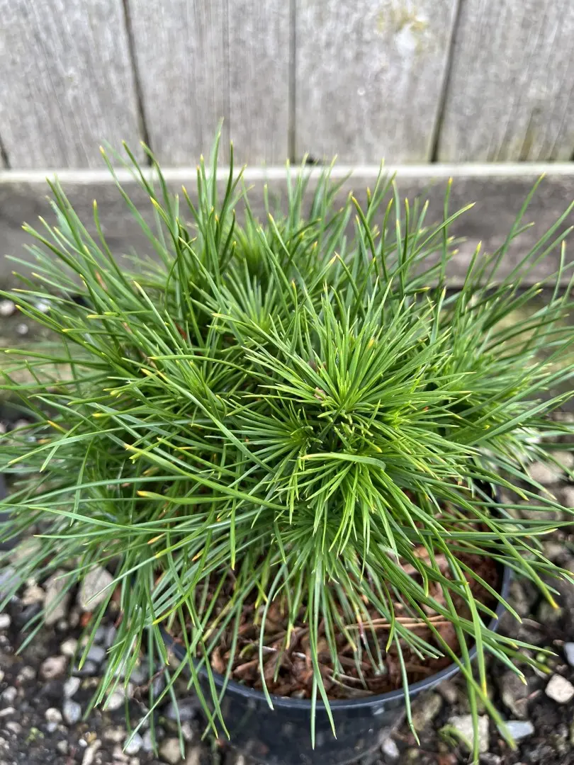 Dwarf Mountain Pine 'Green Penguin' (2L) - Image 5