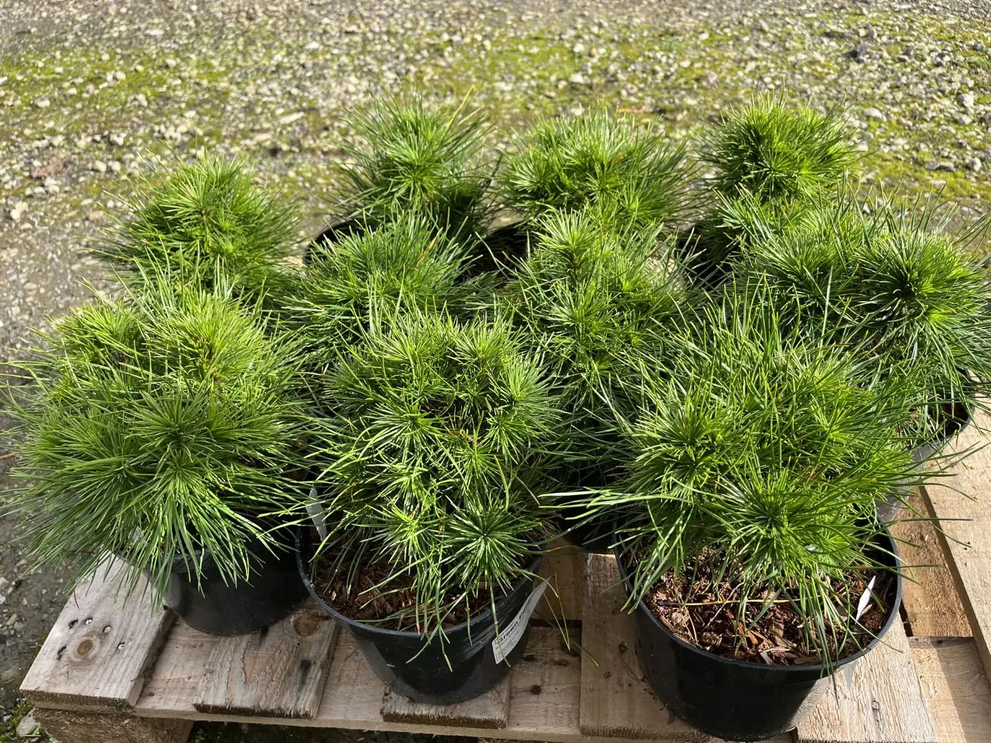 Dwarf Mountain Pine 'Green Penguin' (2L) - Image 8