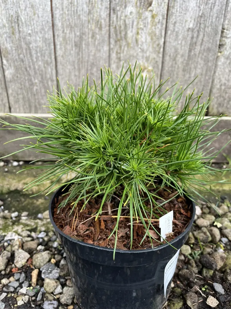 Dwarf Mountain Pine 'Green Penguin' (2L) - Image 6