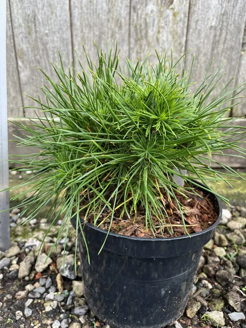 Dwarf Mountain Pine 'Green Penguin' (2L) - Image 2