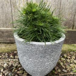 Dwarf Mountain Pine 'Green Penguin' (2L)