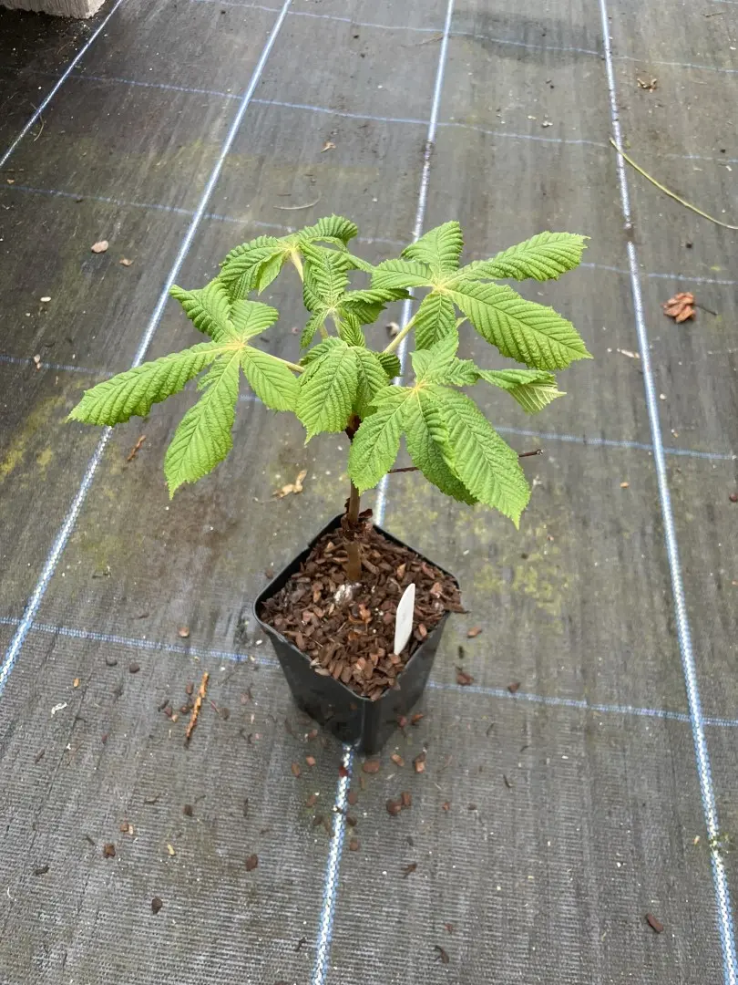 Horse Chestnut Tree 20/40cm (P9T) - Image 9
