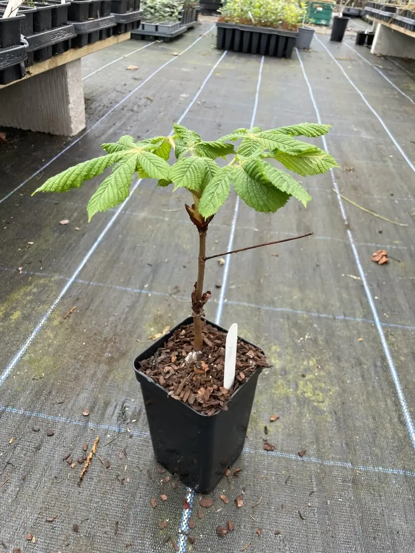 Horse Chestnut Tree 20/40cm (P9T)