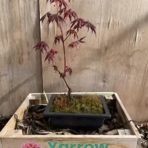 Japanese Maple Acer palmatum 'Bonsai'