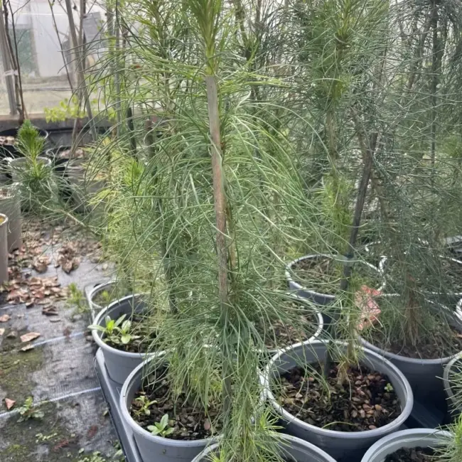 Monterey / Radiata Pine 40/60cm (2L) - Image 3