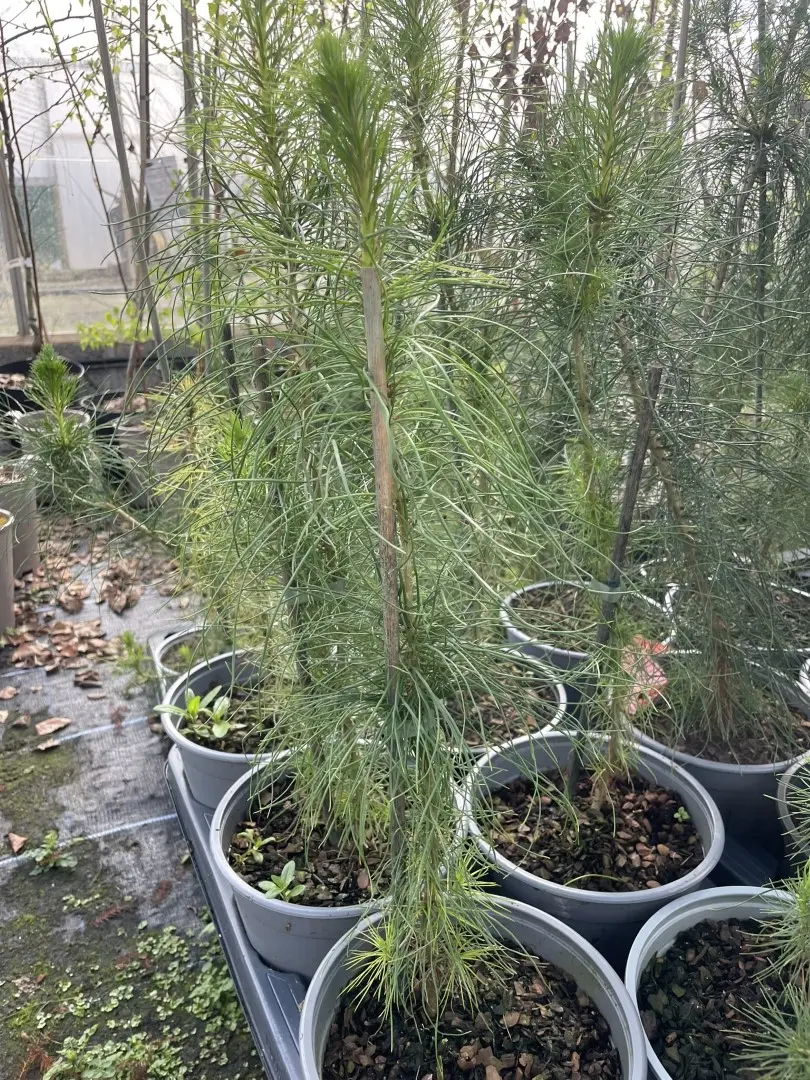 Monterey / Radiata Pine 20/40cm (2L) - Image 3