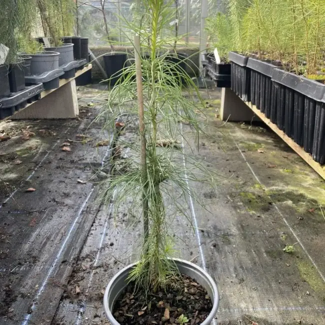 Monterey / Radiata Pine 40/60cm (2L)