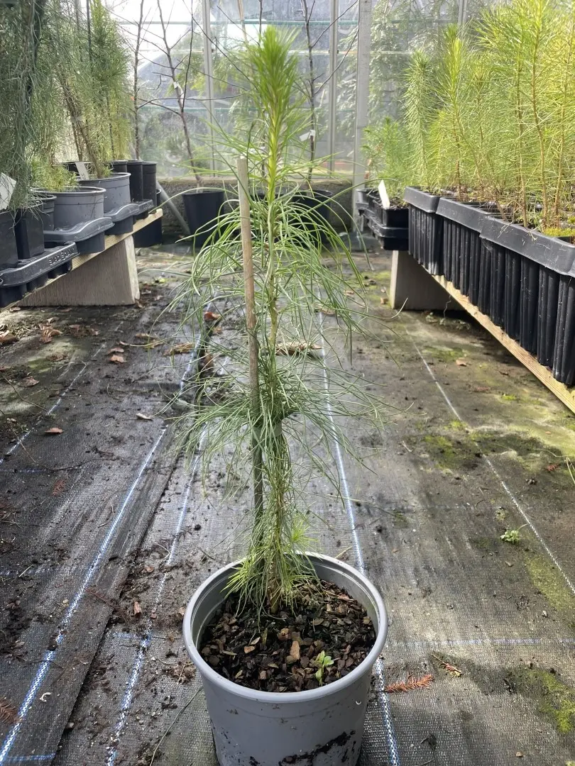 Monterey / Radiata Pine 20/40cm (2L)