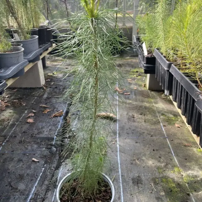 Monterey / Radiata Pine 40/60cm (2L) - Image 5