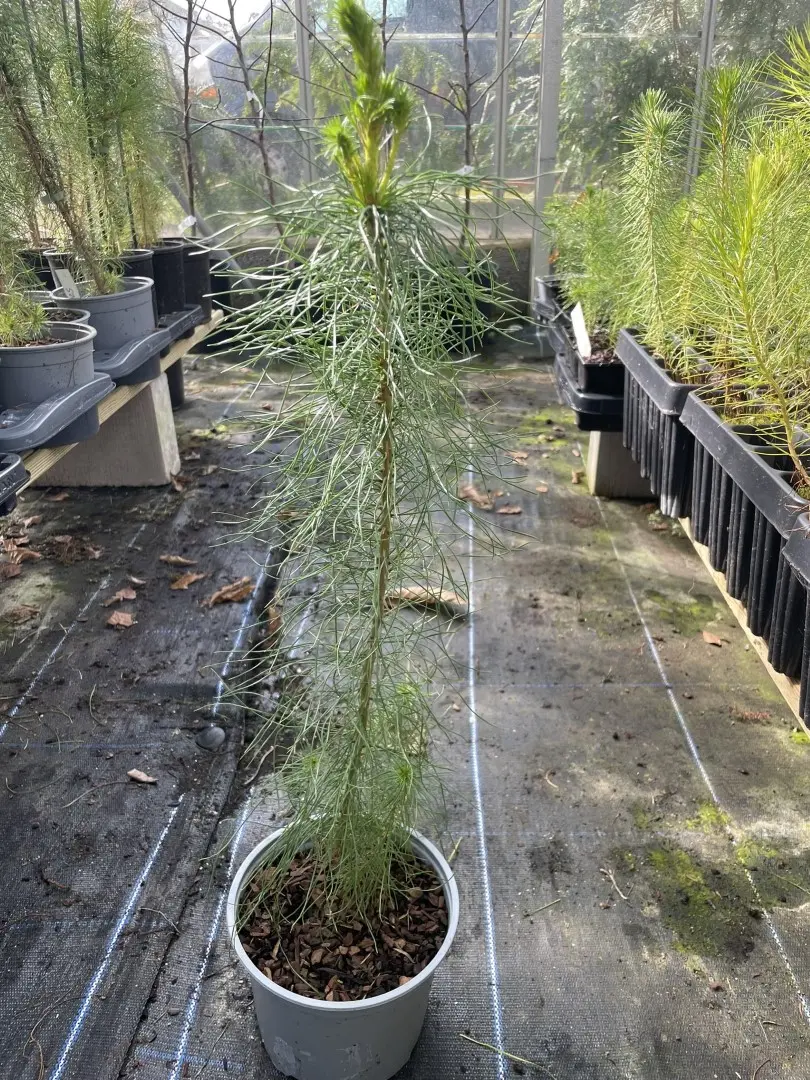 Monterey / Radiata Pine 20/40cm (2L) - Image 5