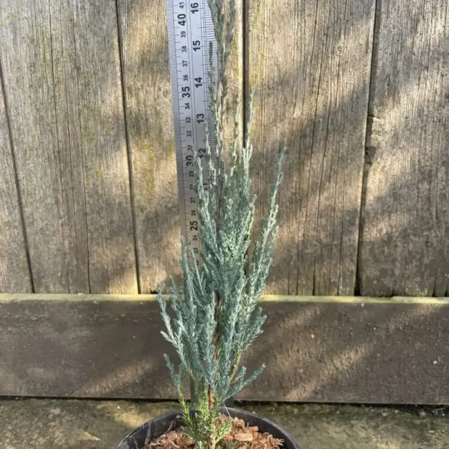 Juniper 'Blue Arrow' 40/60cm (1L) - Image 2