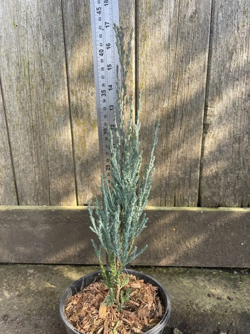 Juniper 'Blue Arrow' 20/40cm (1L) - Image 2