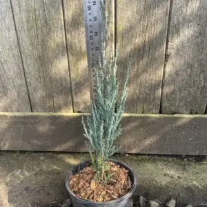 Juniperus scopulorum BLUE ARROW (2)