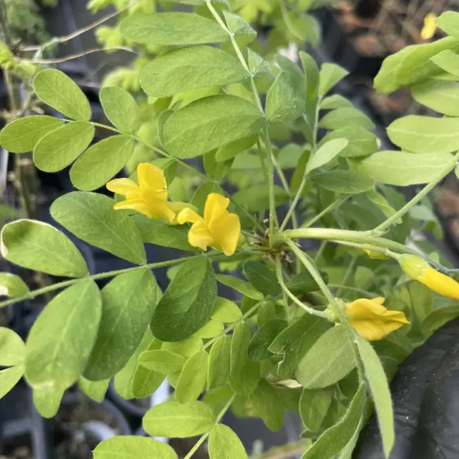Siberian pea tree 20/40cm (P9) - Image 9