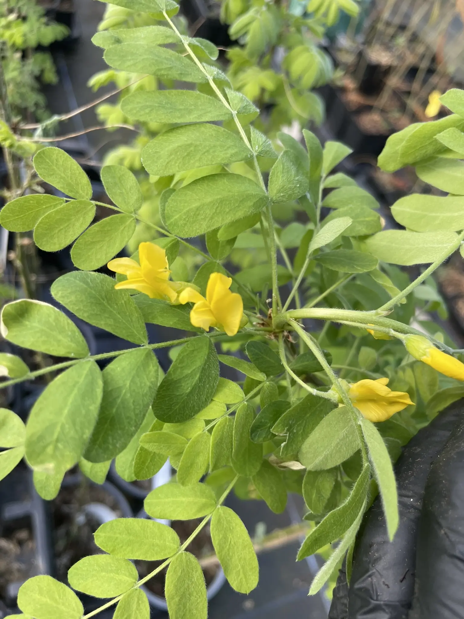 Siberian pea tree 40/60cm (Bare Root) - Image 4