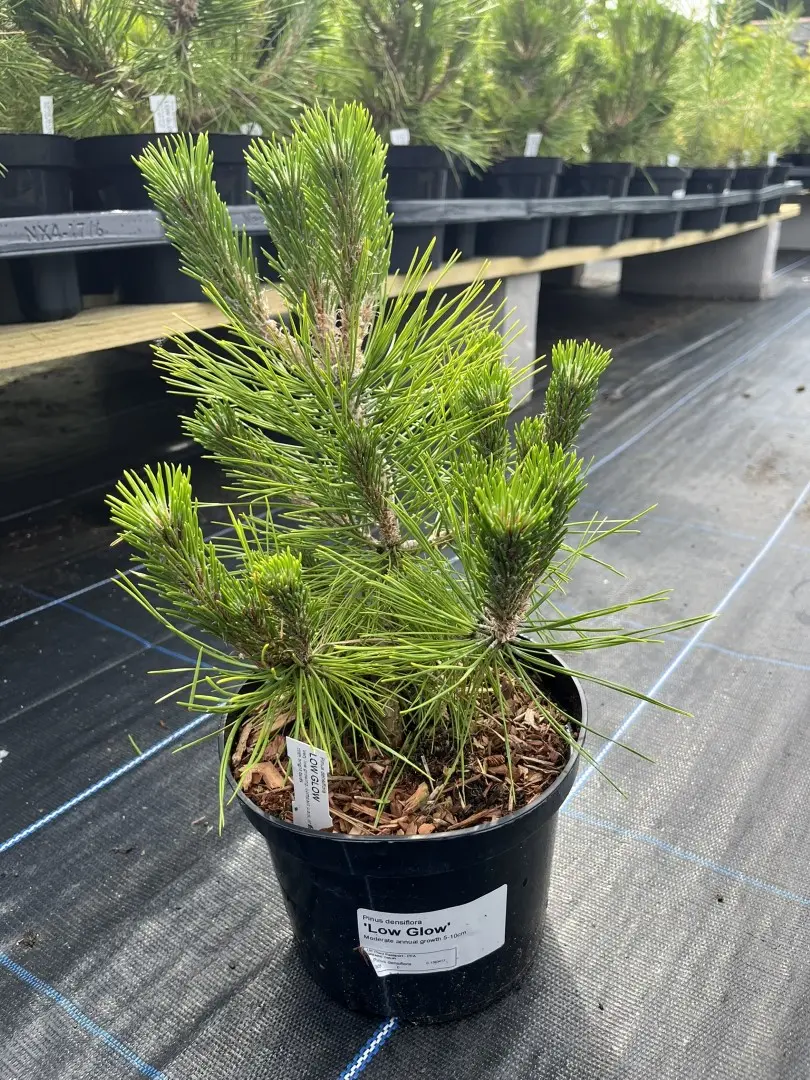 Pinus densiflora - Japanese red pine 'Low Glow' (2L)