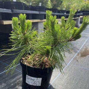 Pinus densiflora - Japanese red pine 'Low Glow' (2L)