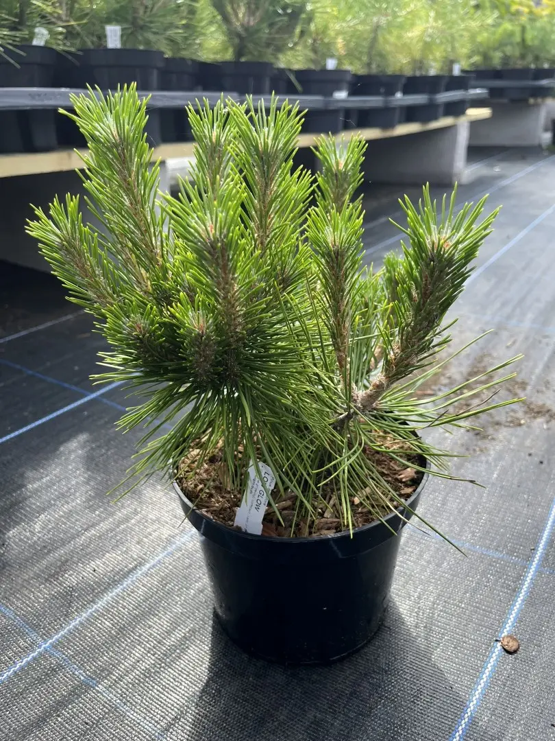 Pinus densiflora - Japanese red pine 'Low Glow' (2L)