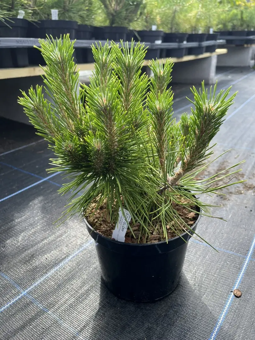 Pinus densiflora - Japanese red pine 'Low Glow' (2L)