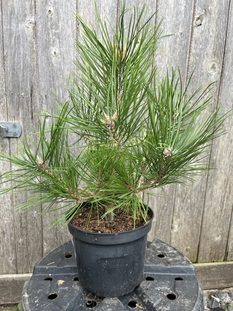 Pinus densiflora-Japanese red pine 'Low Glow'
