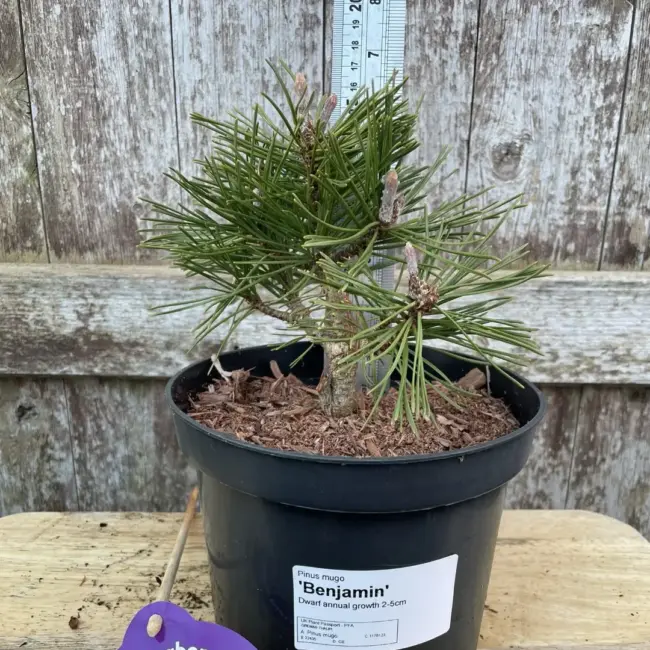 Dwarf Mountain Pine 'Benjamin' (2L)