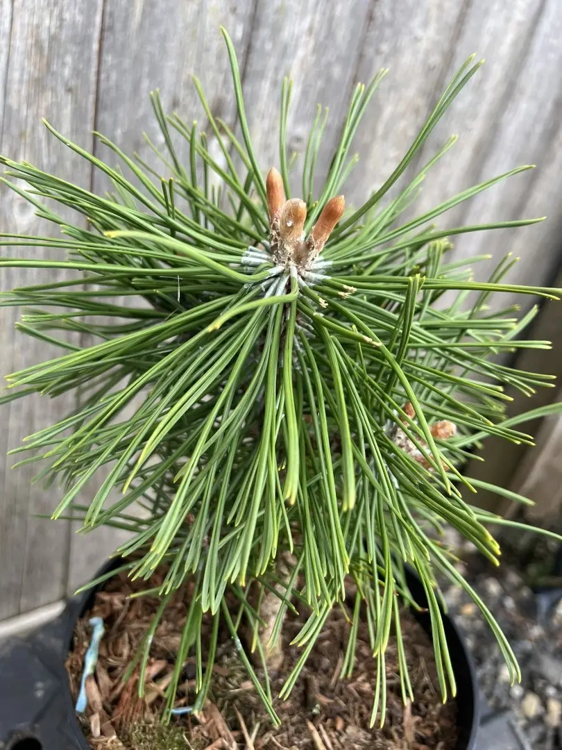 Pinus mugo - Dwarf Mountain Pine 'Benjamin'