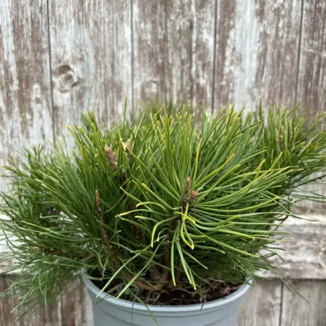 Mountain Pine 25-30cm (3L) - Image 3