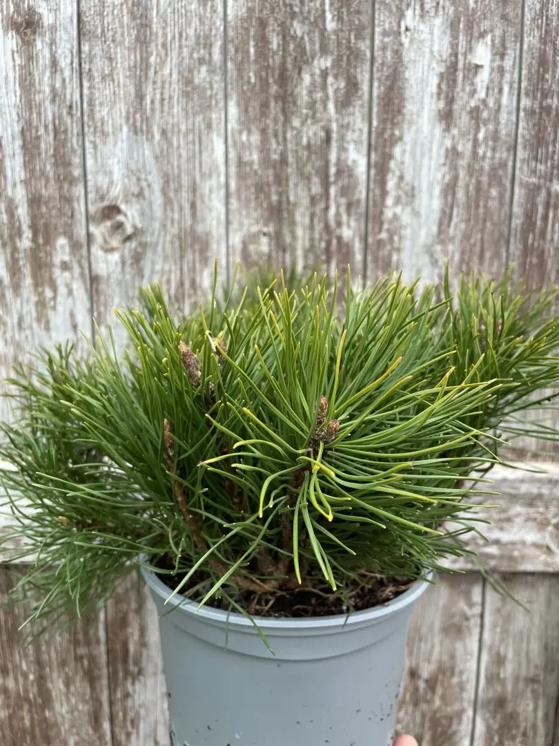 Mountain Pine 25-30cm (3L) - Image 3