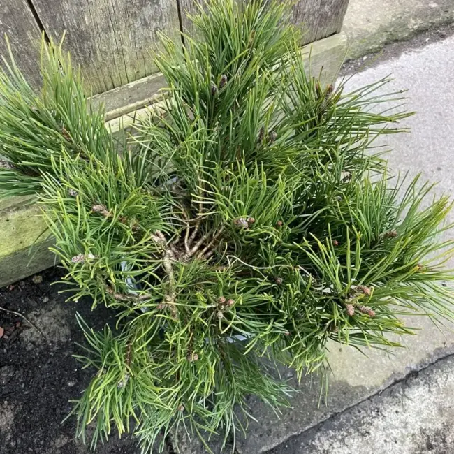 Mountain Pine 25-30cm (3L) - Image 2