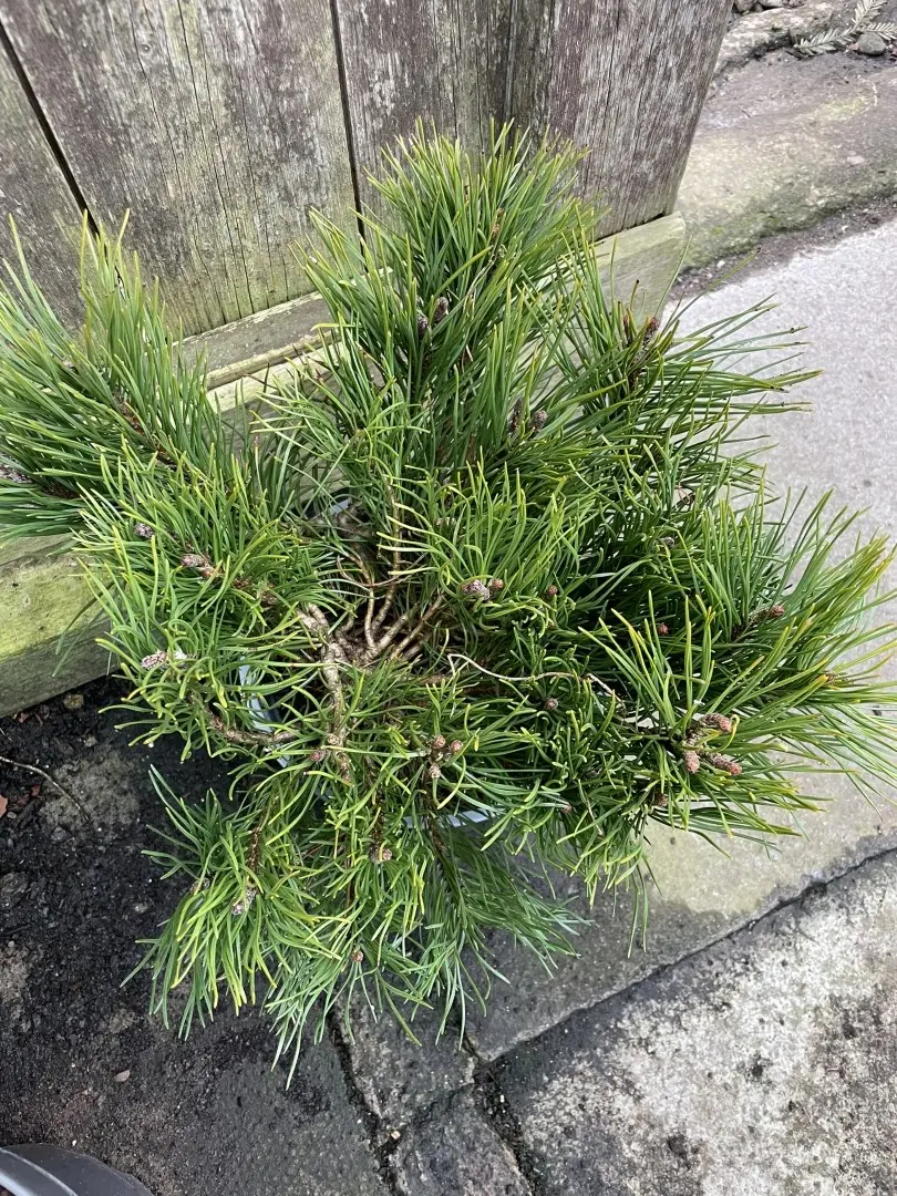 Mountain Pine 25-30cm (3L) - Image 2
