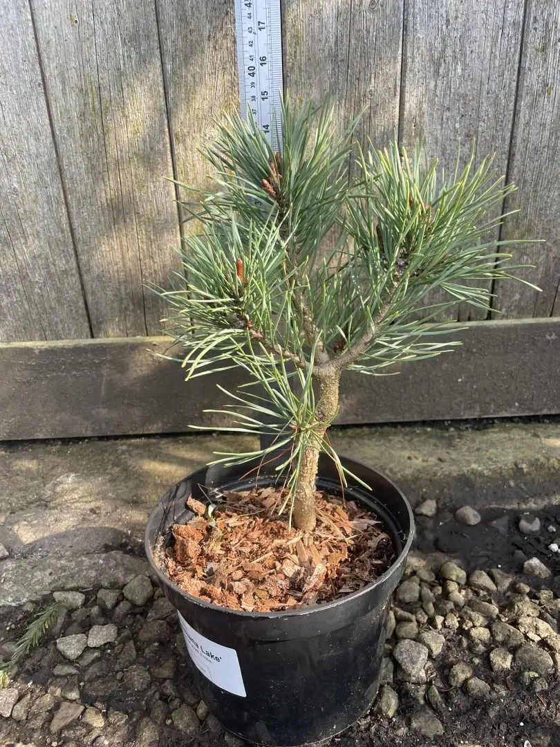 Scots pine 'Louisiana Lake' 20/40cm (2L) - Image 9