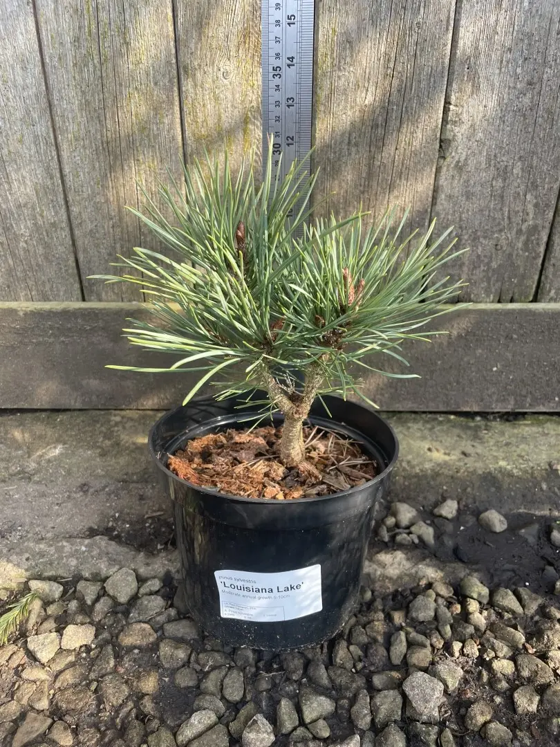 Scots pine 'Louisiana Lake' 20/40cm (2L) - Image 8