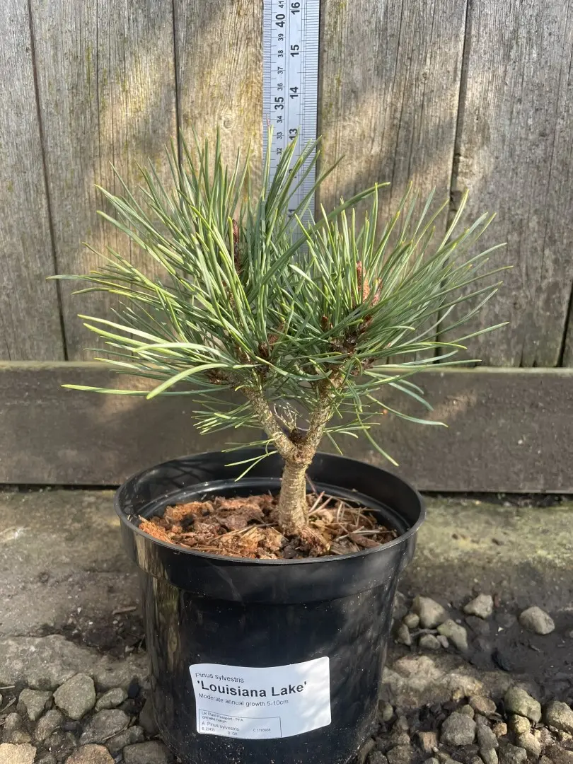 Scots pine 'Louisiana Lake' 20/40cm (2L) - Image 7