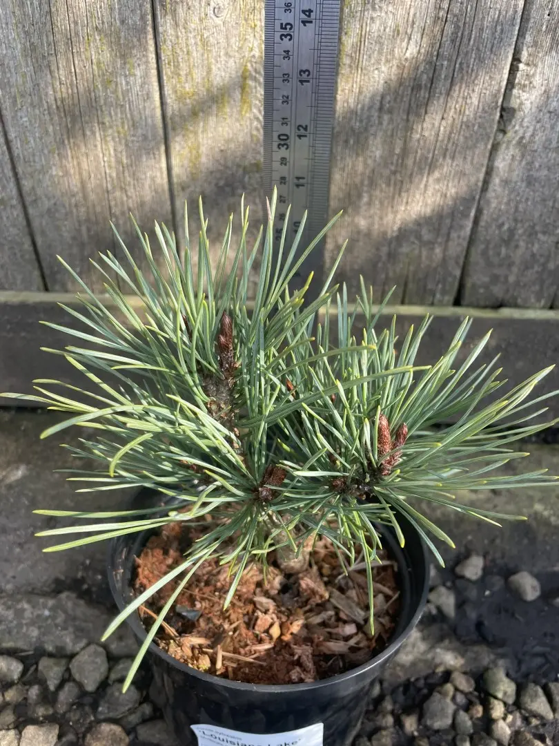 Scots pine 'Louisiana Lake' 20/40cm (2L) - Image 6