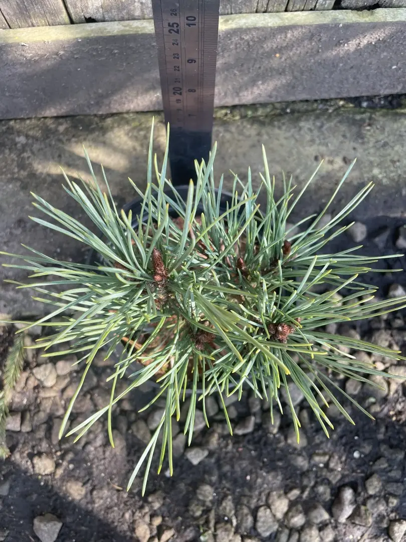 Scots pine 'Louisiana Lake' 20/40cm (2L) - Image 5