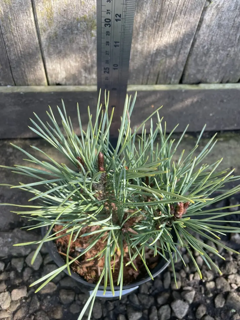 Scots pine 'Louisiana Lake' 20/40cm (2L) - Image 4
