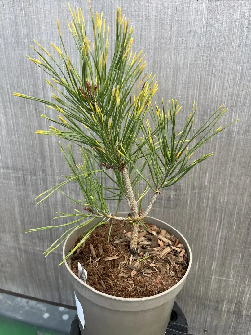 Pinus sylvestris - Scots pine 'Gold Coin'
